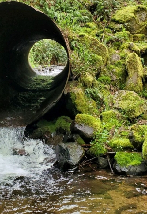 water running out of a metal culvert into a creek surrounded by mossy rocks and green vegetation