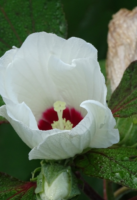 One white cup-shaped flower with crimson base sounded by green leaves