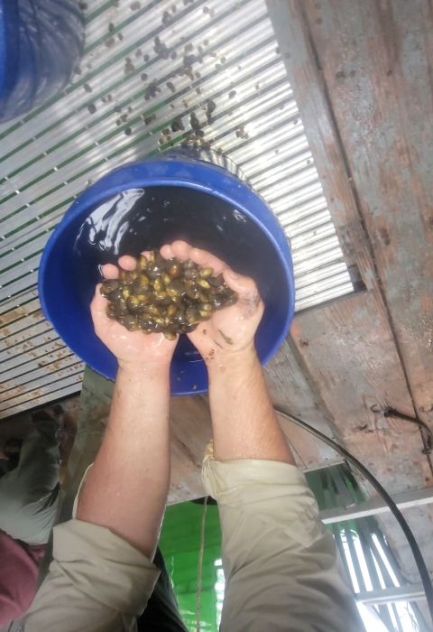 Dale Hollow NFH 2023 Round Hickorynut