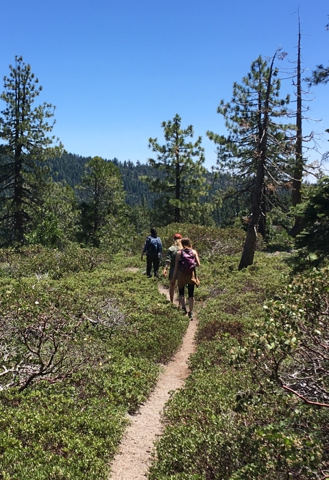 a group of hikers walk along a narrow path between green bushes in the mountains
