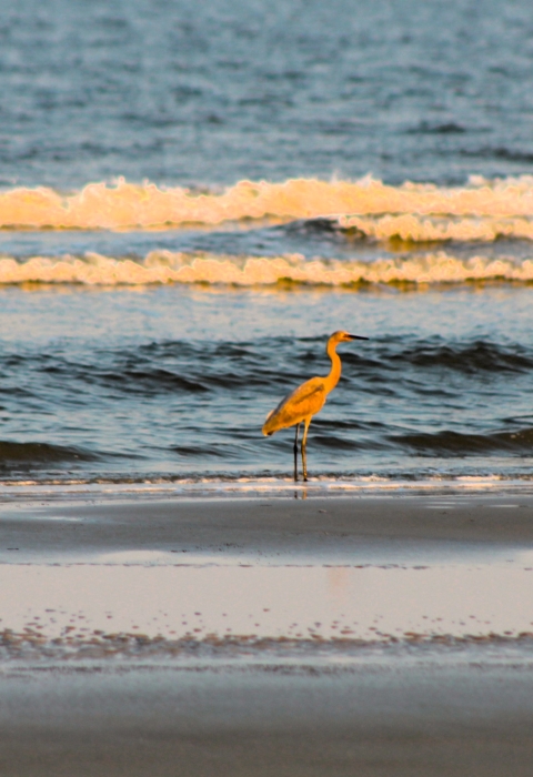 Reddish egret and juveniles on the shoreline