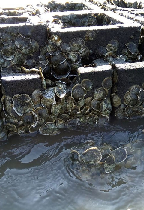 Oysters cling to the cement blocks of an oyster castle