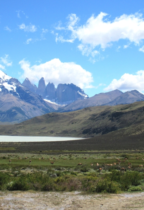 Sharp, snow-covered mountains tower above a lake. Wildlife scatter across a field of green in the foreground.