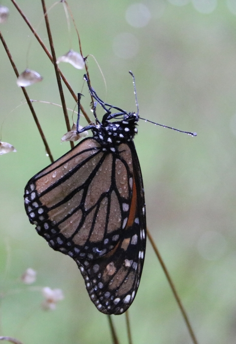 Monarch butterfly lights on a stem as rain drops fall.