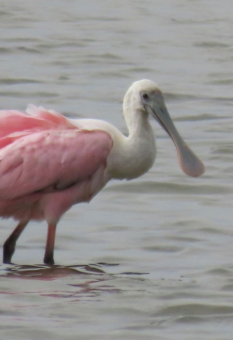 Large wading pink and white bird in shallow grey water, long spoon-shaped bill