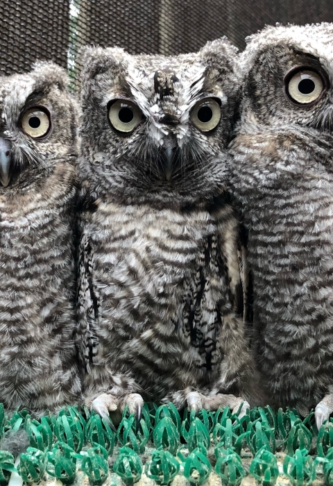 Three western screech owls huddled together at the Cascades Raptor Center in Lane County, Oregon