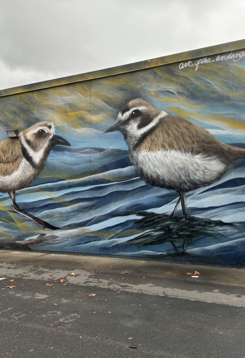 Mural of two Western snowy plovers standing on a shoreline. The mural is on the side of the building.