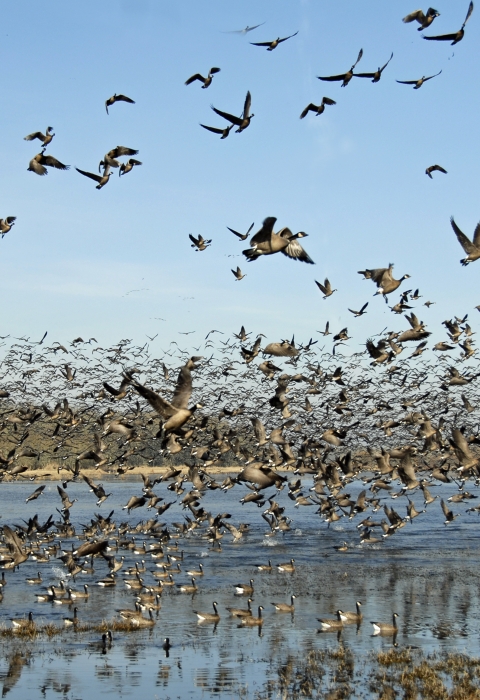 Hundreds of Canada geese lift off in flight from a wetland edged in grasses.