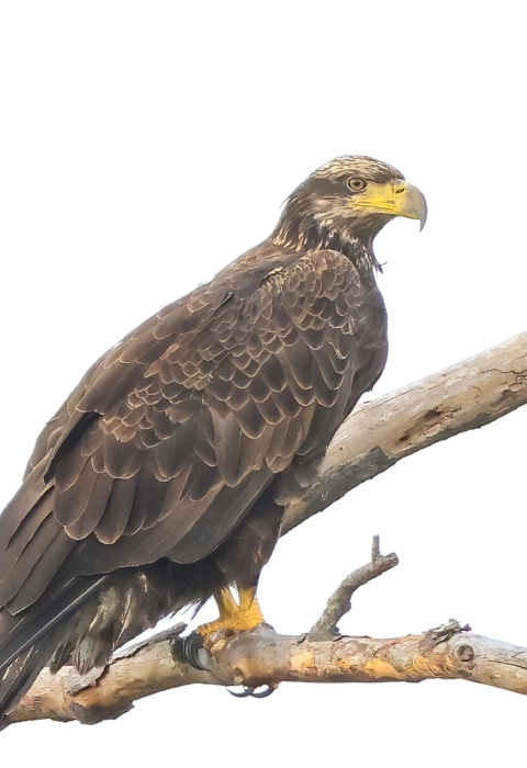 Juvenile bald eagle stands on a tree branch. All brown pluage, partial yellow beak.