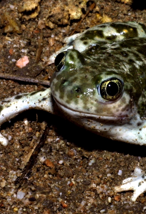 a western spadefoot frog with light and dark brown blotches and vertical slit pupils