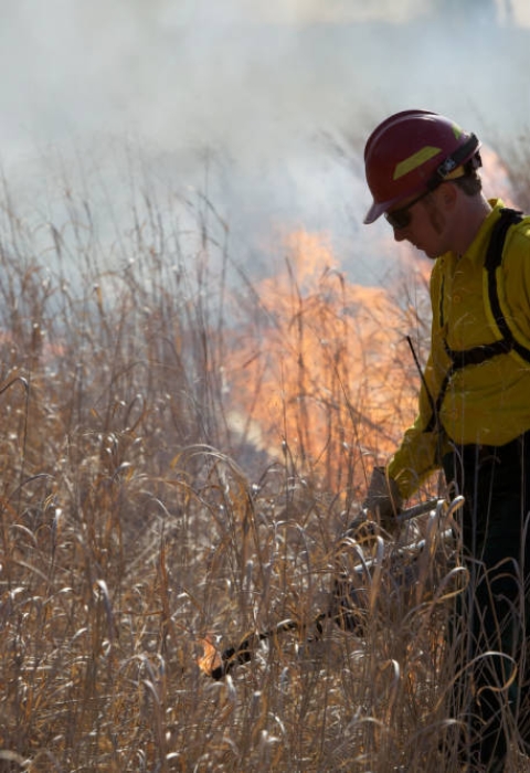 person wearing yellow shirt and red hard hat walking through grass with drip torch and fire behind them