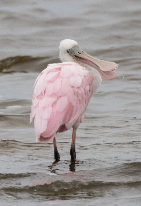 Tall, black/pink legged, white and pink feathered bird standing in water. Has a large/long spoon-shaped bill.