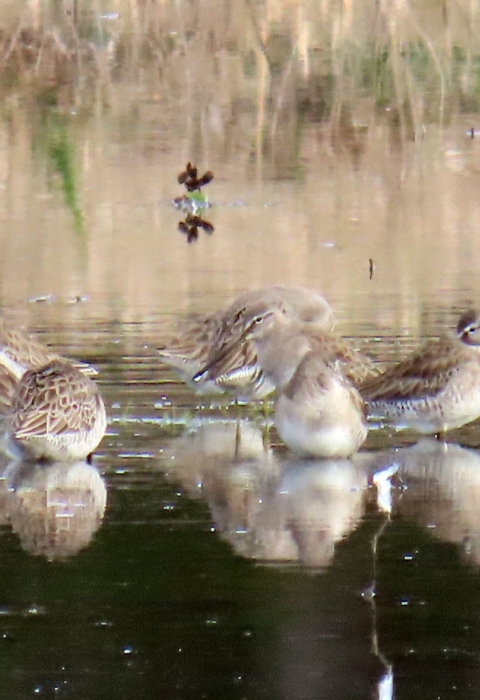 Flock of long-billed dowitchers. They are brown, white & grey, standing in water feeding. 