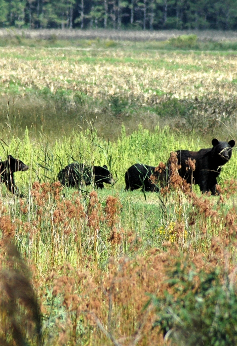 A black bear and her cubs cross a meadow.