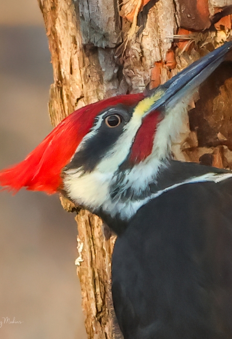 Pileated woodpecker on the side of a brown tree trunk where you can see it is creating a nesting cavity. The bird is all black except having a bright red crest and white stripes running from the head down the neck.