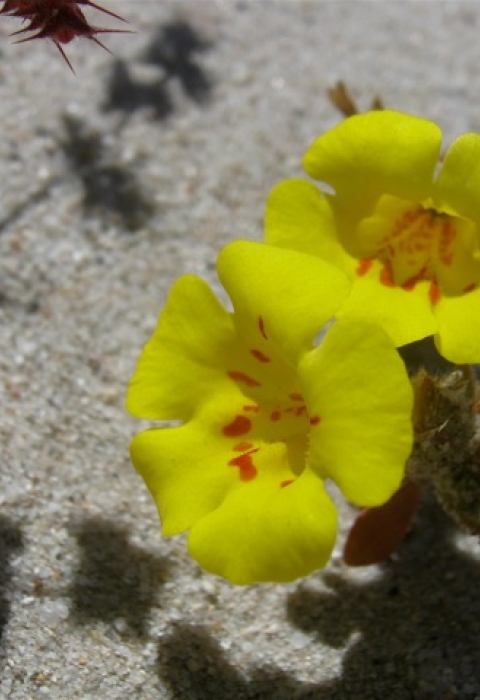 A pair of yellow flowers growing on the beach