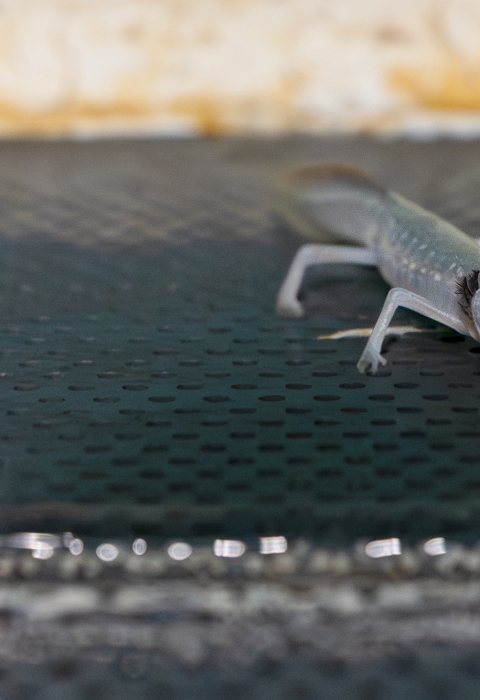 Image of a Texas Blind Salamander in an enclosure at the San Marcos Aquatic Resource Center. 