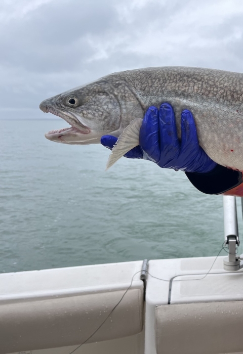 Biologist holding a wild lake trout aboard a boat on Lake Ontario.