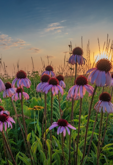 A cluster of purple coneflowers in bloom on a lush, green prairie as the sun begins to set