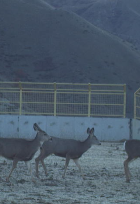 Five deer use new wildlife overpass over highway 21 in Idaho.