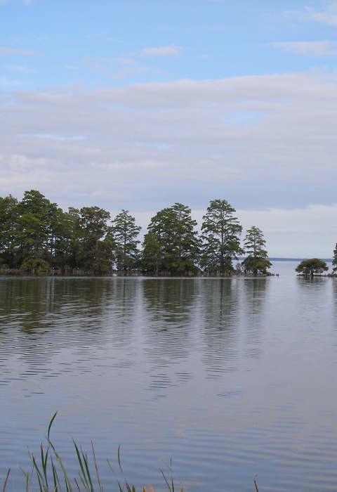 A row of green cypress trees stand partially submerged in a placid lake.