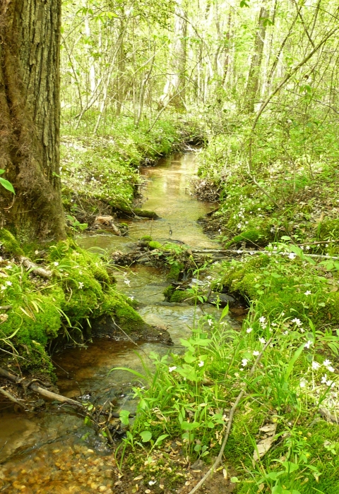 a small stream flows through a lush and wooded area