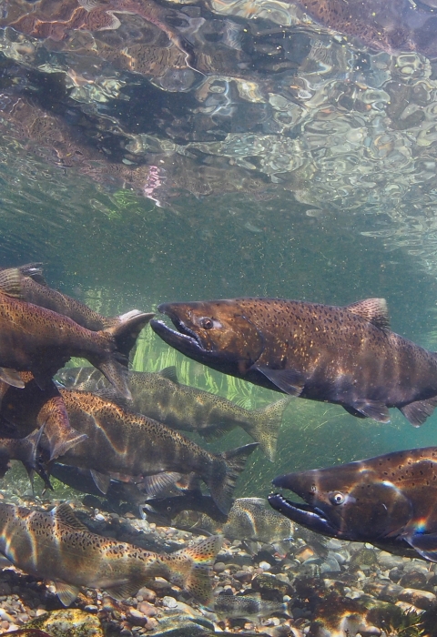 3 Adult Chinook Salmon swim, more in back