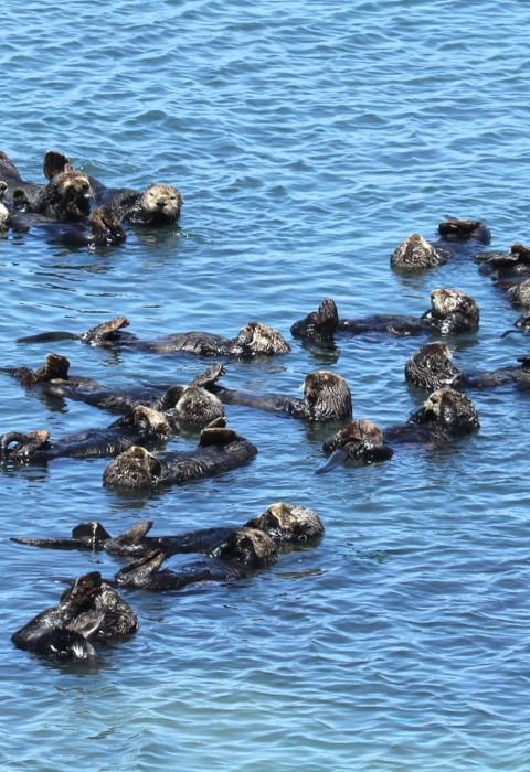 A group of sea otters floating close together in the water