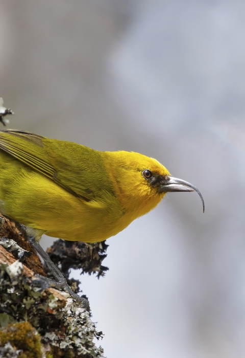 A Hawaiian honey creeper, 'akiapōlā'au, sitting on trunk of tree at Hakalau Forest National Wildlife Refuge.