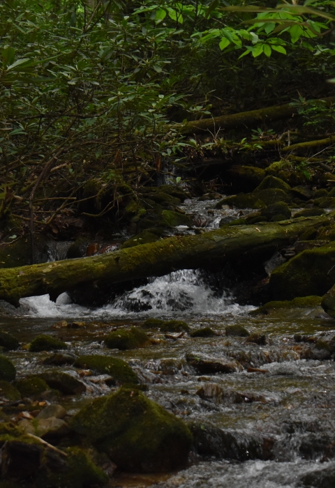 A photo of a small mountain creek. Rhododendrons are growing beside the creek, the water is cascading down the rocks, and there is a fallen log in front of the creek. 