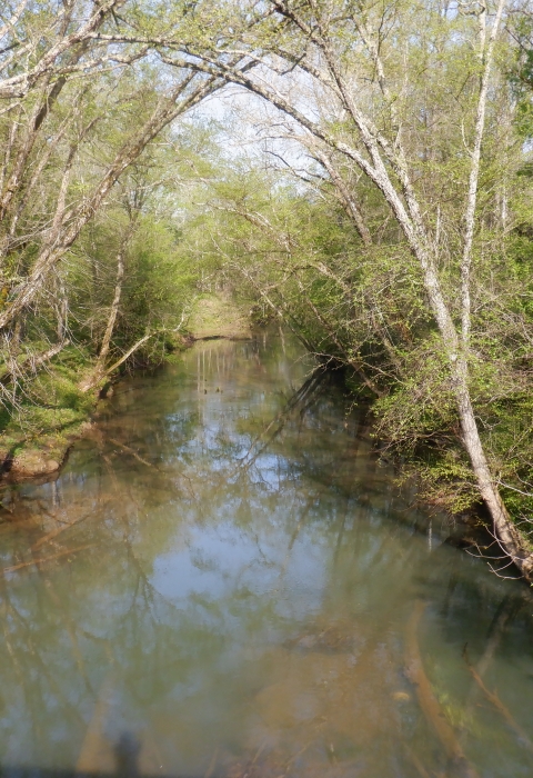 A photo overlooking a river with slow-flowing water. There are trees on both banks.