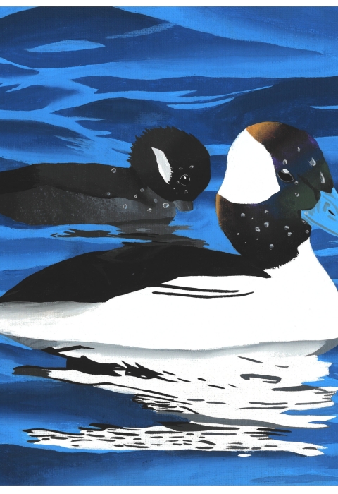 Painting of a two bufflehead ducks swimming in bright blue water. In the foreground a charcoal and black female bufflehead has her beak in the water. In the foreground a male bufflehead with a white and black body and a gold, green, purple, and blue iridescent head.