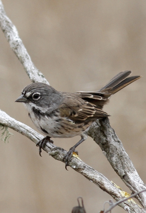 A close-up shot of a San Clemente Bell's sparrow
