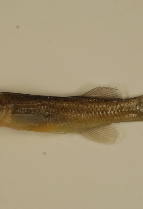 a photo of a small fish