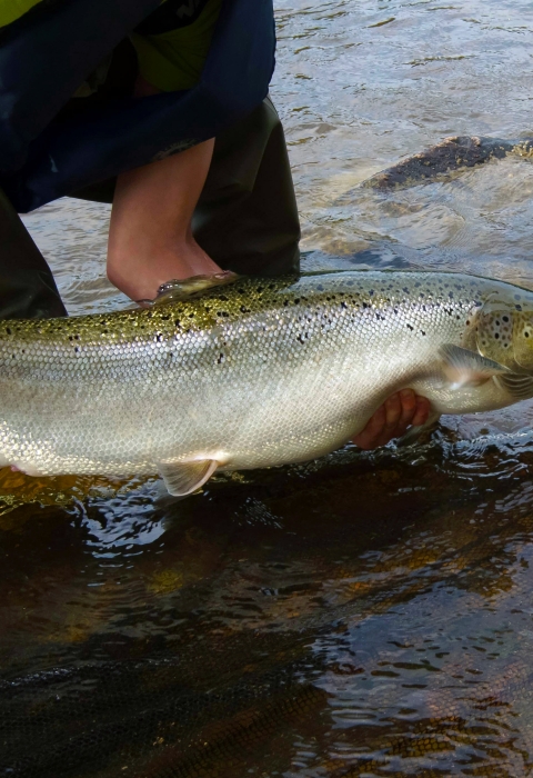 Chinook Salmon Fishing