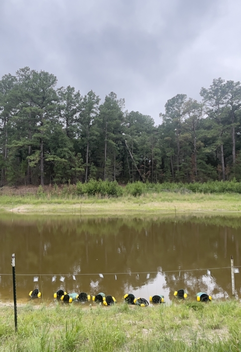Loblolly pine ecosystem in Bastrop County, Texas