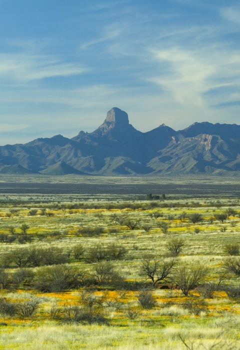 landscape view of baboquivari peak above a field of yellow wildlfowers