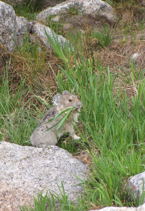 American pika with vegetation in its mouth