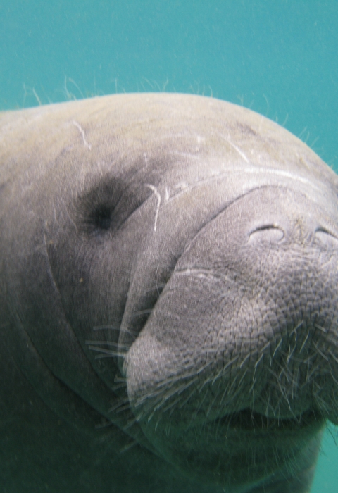 Close up of manatee