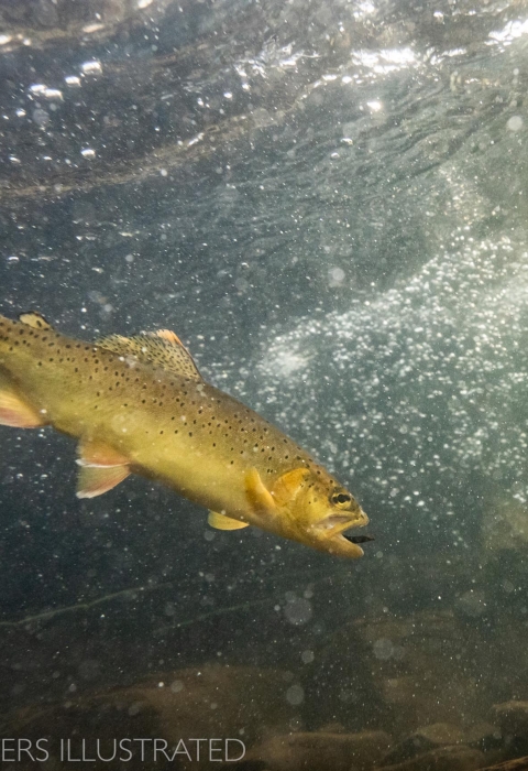 A trout with dark spots is about to catch a small food item