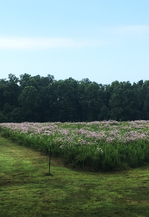 Lush green summer field of native wildflowers with green trees and blue sky in background