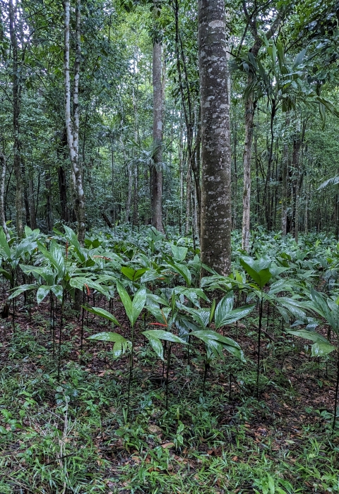 Leafy green vegetation covers a forest floor between tall and lush trees. 
