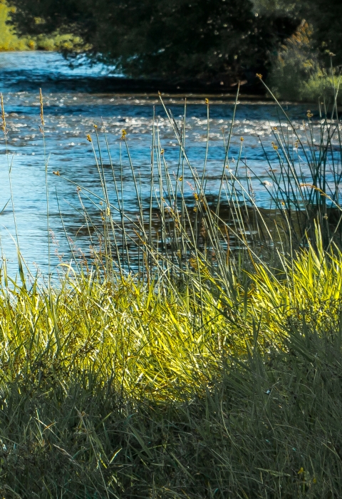 Trees and grasses line the sides of a river with ripples across the surface.