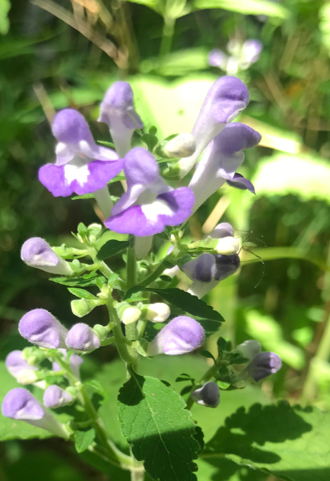 Ocmulgee skullcap plant in bloom