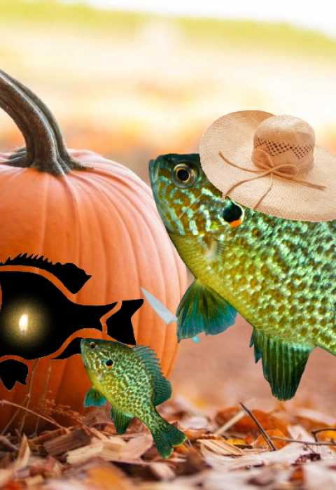 A photoshopped image of a pumpkinseed fish wearing a floppy hat and holding a carving knife in front of a pumpkin. Two small fish are in front of the pumpkin, and the pumpkin looks like it has been carved into a fish themed jack-o-lantern.