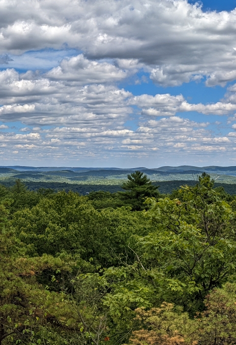 a panoramic view with green trees in the foreground, hills in the distance, and blue sky with white clouds