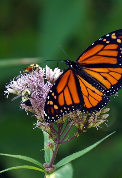 A monarch butterfly and two bumble bees visit a spotted joe pye plant