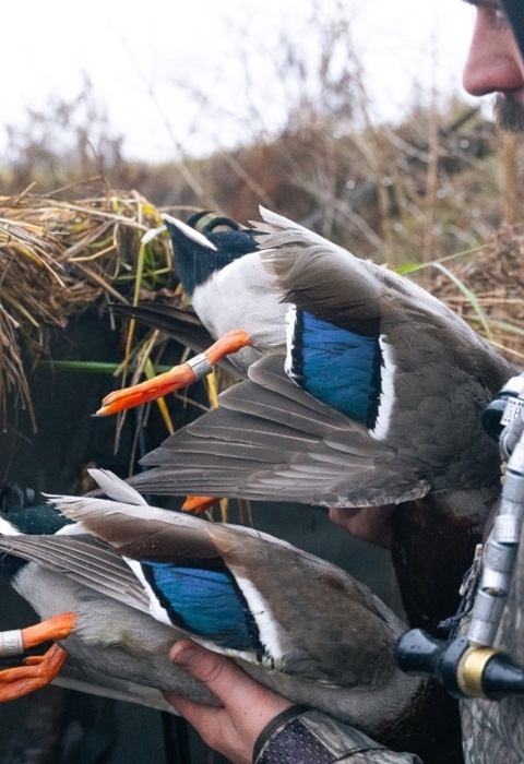 side profile of hunter holding two harvested ducks both with a leg band