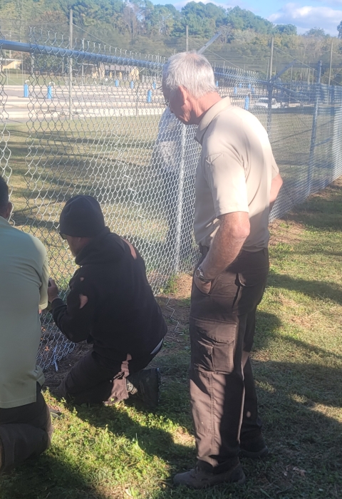 Hatchery staff sewing together the final section of a thousand foot chain-link fence repair