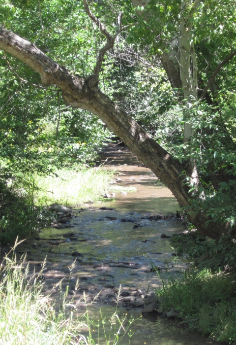 A still, brown creek flows in a dense, leafy forest on a sunny day.
